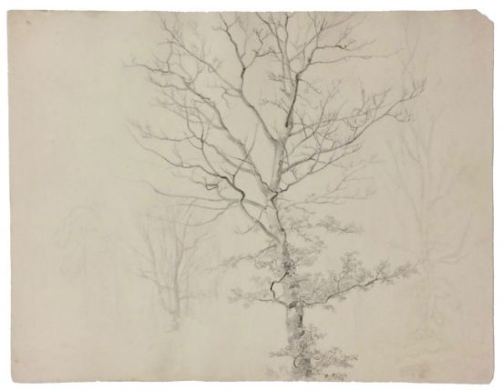 baum-unten-belaubt-oben-kahl-552-bleistift.jpg