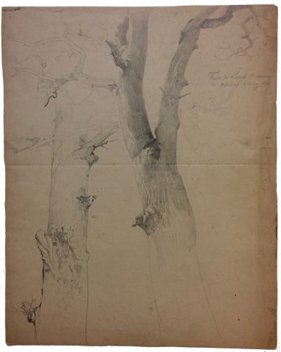 baumstaemme-bilkerbusch-bei-duesseldorf-400-bleistift.jpg