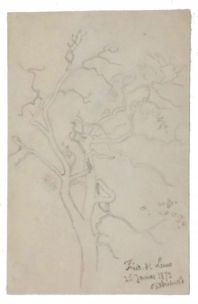 baumstamm-teilansicht-400-bleistift.jpg