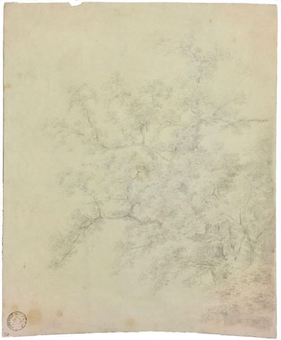 baumstudien-bemalt-30b-500-bleistift.jpg