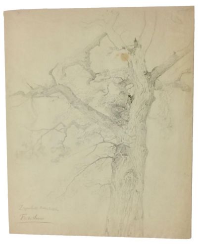 unbelaubter-baum-ziegenstall-bilker-busch-400-bleistift.jpg