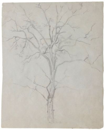 wenig-belaubter-baum-400-bleistift.jpg